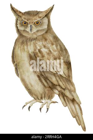 Gehörnte Eule auf isoliertem Hintergrund. Aquarell-Illustration eines Nachtvogels. Handgezeichnete Clipkunst eines Waldtieres mit braunen Flügeln. Zeichnung des Esels. Symbol der Weisheit in Märchen. Stockfoto