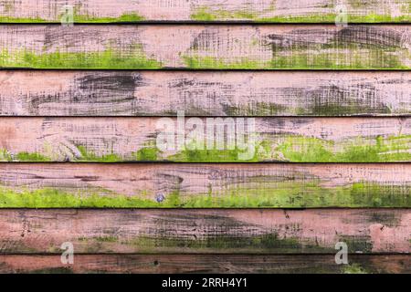 Alte grundige Wand mit grünen Flechten auf rosa verwitterten Brettern, Hintergrund Foto Textur Stockfoto