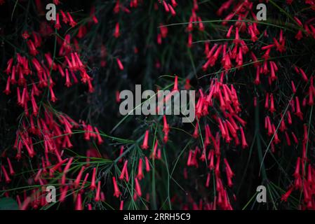 Hintergrund mit roten Blumen. Dunkles Foto von Feuerwerkskörper. Naturtapete im Sommer Stockfoto