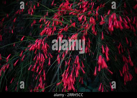 Hintergrund mit roten Blumen. Dunkles Foto von Feuerwerkskörper. Naturtapete im Sommer Stockfoto