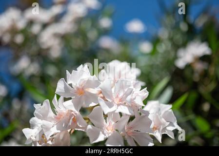 Weiße Oleanderblüten auf grünen Blättern und blauem Himmel Hintergrund an einem sonnigen Tag Stockfoto