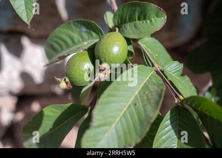 Guave Frucht wächst auf einem Baumzweig zwischen grünen Blättern. Psidium guajava Stockfoto