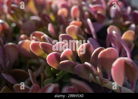 Hintergrund für violette Blätter. Sonnendurchflutetes Magenta und grünes Laub einer kriechenden Jade Stockfoto