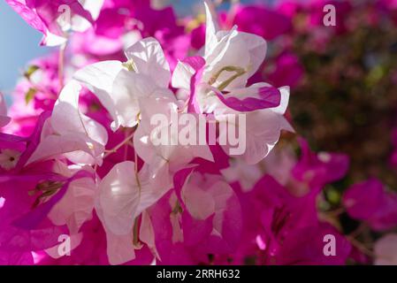 Weiße und rosa Blumen von Bougainvillea auf blauem Himmel Hintergrund. Miss Universe Stockfoto