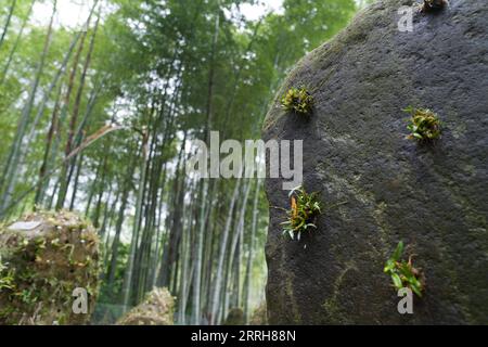 220619 -- HEFEI, 19. Juni 2022 -- Foto aufgenommen am 12. Mai 2022 zeigt dendrobium, eine traditionelle chinesische Kräutermedizin, in einer Pflanzbasis im Dorf Sanhe im Huoshan County in der ostchinesischen Provinz Anhui. Xinhua Schlagzeilen: Chinas Berggebiete erkunden neue Wege, um Wohlstand durch grüne Vermögenswerte zu generieren DuxYu PUBLICATIONxNOTxINxCHN Stockfoto