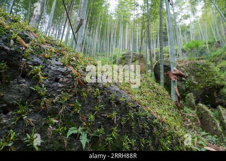 220619 -- HEFEI, 19. Juni 2022 -- Foto aufgenommen am 12. Mai 2022 zeigt dendrobium, eine traditionelle chinesische Kräutermedizin, in einer Pflanzbasis im Dorf Sanhe im Huoshan County in der ostchinesischen Provinz Anhui. Xinhua Schlagzeilen: Chinas Berggebiete erkunden neue Wege, um Wohlstand durch grüne Vermögenswerte zu generieren DuxYu PUBLICATIONxNOTxINxCHN Stockfoto