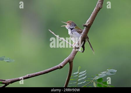 Ein gewöhnlicher Tailorvogel, der in den Botanischen Gärten in Singapur ruft Stockfoto