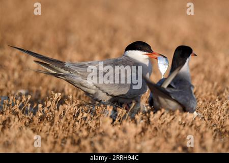 220621 -- KUBBAR ISLAND, 21. Juni 2022 -- Foto aufgenommen am 20. Juni 2022 zeigt Wangenseeschwalben auf Kubbar Island, Kuwait. Foto von /Xinhua KUWAIT-KUBBAR ISLAND-BIRDS-WHITE-WANGEN TERN GhazyxQaffaf PUBLICATIONxNOTxINxCHN Stockfoto