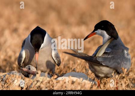 220621 -- KUBBAR ISLAND, 21. Juni 2022 -- Foto aufgenommen am 20. Juni 2022 zeigt Wangenseeschwalben auf Kubbar Island, Kuwait. Foto von /Xinhua KUWAIT-KUBBAR ISLAND-BIRDS-WHITE-WANGEN TERN GhazyxQaffaf PUBLICATIONxNOTxINxCHN Stockfoto