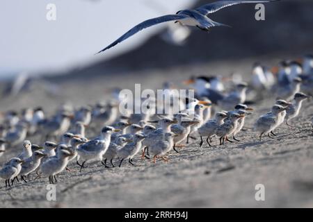 220621 -- KUBBAR ISLAND, 21. Juni 2022 -- Foto aufgenommen am 20. Juni 2022 zeigt Baby-Seeschwalben auf Kubbar Island, Kuwait. Foto von /Xinhua KUWAIT-KUBBAR ISLAND-BIRDS-WHITE-WANGEN TERN GhazyxQaffaf PUBLICATIONxNOTxINxCHN Stockfoto