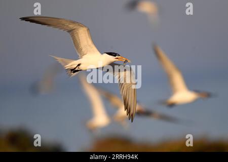 220621 -- KUBBAR ISLAND, 21. Juni 2022 -- Foto aufgenommen am 20. Juni 2022 zeigt Wangenseeschwalben auf Kubbar Island, Kuwait. Foto von /Xinhua KUWAIT-KUBBAR ISLAND-BIRDS-WHITE-WANGEN TERN GhazyxQaffaf PUBLICATIONxNOTxINxCHN Stockfoto