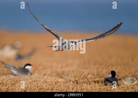 220621 -- KUBBAR ISLAND, 21. Juni 2022 -- Foto aufgenommen am 20. Juni 2022 zeigt Wangenseeschwalben auf Kubbar Island, Kuwait. Foto von /Xinhua KUWAIT-KUBBAR ISLAND-BIRDS-WHITE-WANGEN TERN GhazyxQaffaf PUBLICATIONxNOTxINxCHN Stockfoto