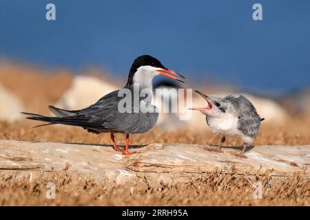 220621 -- KUBBAR ISLAND, 21. Juni 2022 -- Foto aufgenommen am 20. Juni 2022 zeigt Wangenseeschwalben auf Kubbar Island, Kuwait. Foto von /Xinhua KUWAIT-KUBBAR ISLAND-BIRDS-WHITE-WANGEN TERN GhazyxQaffaf PUBLICATIONxNOTxINxCHN Stockfoto