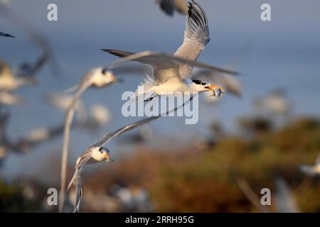 220621 -- KUBBAR ISLAND, 21. Juni 2022 -- Foto aufgenommen am 20. Juni 2022 zeigt Wangenseeschwalben auf Kubbar Island, Kuwait. Foto von /Xinhua KUWAIT-KUBBAR ISLAND-BIRDS-WHITE-WANGEN TERN GhazyxQaffaf PUBLICATIONxNOTxINxCHN Stockfoto