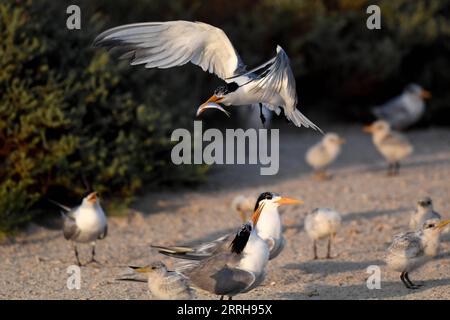 220621 -- KUBBAR ISLAND, 21. Juni 2022 -- Foto aufgenommen am 20. Juni 2022 zeigt Wangenseeschwalben auf Kubbar Island, Kuwait. Foto von /Xinhua KUWAIT-KUBBAR ISLAND-BIRDS-WHITE-WANGEN TERN GhazyxQaffaf PUBLICATIONxNOTxINxCHN Stockfoto