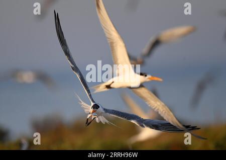 220621 -- KUBBAR ISLAND, 21. Juni 2022 -- Foto aufgenommen am 20. Juni 2022 zeigt Wangenseeschwalben auf Kubbar Island, Kuwait. Foto von /Xinhua KUWAIT-KUBBAR ISLAND-BIRDS-WHITE-WANGEN TERN GhazyxQaffaf PUBLICATIONxNOTxINxCHN Stockfoto