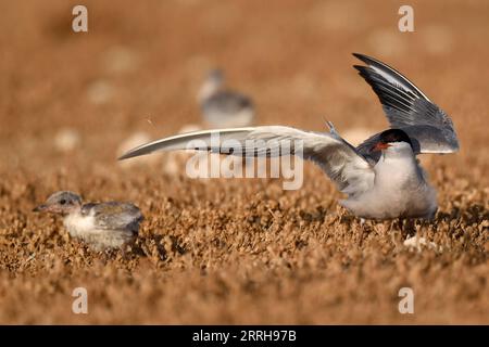 220621 -- KUBBAR ISLAND, 21. Juni 2022 -- Foto aufgenommen am 20. Juni 2022 zeigt Wangenseeschwalben auf Kubbar Island, Kuwait. Foto von /Xinhua KUWAIT-KUBBAR ISLAND-BIRDS-WHITE-WANGEN TERN GhazyxQaffaf PUBLICATIONxNOTxINxCHN Stockfoto