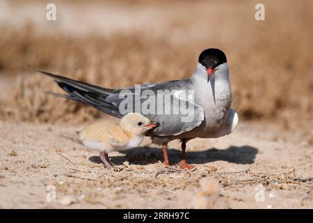 220621 -- KUBBAR ISLAND, 21. Juni 2022 -- Foto aufgenommen am 20. Juni 2022 zeigt Wangenseeschwalben auf Kubbar Island, Kuwait. Foto von /Xinhua KUWAIT-KUBBAR ISLAND-BIRDS-WHITE-WANGEN TERN GhazyxQaffaf PUBLICATIONxNOTxINxCHN Stockfoto