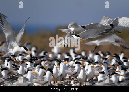 220621 -- KUBBAR ISLAND, 21. Juni 2022 -- Foto aufgenommen am 20. Juni 2022 zeigt Wangenseeschwalben auf Kubbar Island, Kuwait. Foto von /Xinhua KUWAIT-KUBBAR ISLAND-BIRDS-WHITE-WANGEN TERN GhazyxQaffaf PUBLICATIONxNOTxINxCHN Stockfoto