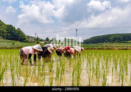 220621 -- QIANXI, 21. Juni 2022 -- Bauern arbeiten auf einem Reisfeld in Qianxi, Südwestchinas Provinz Guizhou, 21. Juni 2022. Foto von /Xinhua CHINA-SOMMER-LANDWIRTSCHAFT CN FanxHui PUBLICATIONxNOTxINxCHN Stockfoto