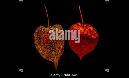 Alt und neu. Physalis-Früchte nebeneinander mit schwarzem Hintergrund. Orangenfrucht. Gesunde Früchte mit viel Vitamin C. Stockfoto