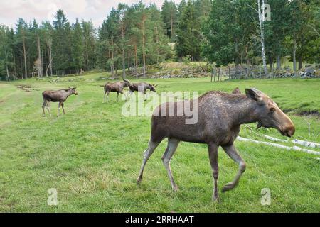 Elche auf einer grünen Wiese in Skandinavien. König der Wälder in Schweden. Das größte Säugetier Europas. Tierfoto Stockfoto