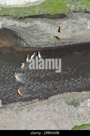 220623 -- HINGGAN LEAGUE, 23. Juni 2022 -- Luftaufnahme vom 23. Juni 2022 zeigt eine Rinderherde, die einen Fluss auf dem Ulan Mod Grasland in Horqin überquert. CHINA-INNER MONGOLIA-HINGGAN LEAGUE-ULAN MOD GRASLAND-LANDSCHAFT CN LiuxLei PUBLICATIONxNOTxINxCHN 220623 -- HINGGAN LEAGUE, 23. Juni 2022 -- Luftaufnahme aufgenommen am 23. Juni 2022 zeigt eine Rinderherde, die einen Fluss durchquert IMAGO/LiuxLei PUBLICATIONXNOTXCHINXCHINGIMAXN Bilder 1012753573 Stockfoto