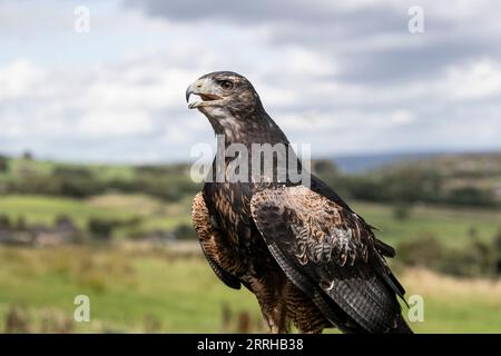 Ein junger Chilenischer Blauadler (Geranoaetus melanoleucus), auch bekannt als Schwarzer Bussardadler unter kontrollierten Bedingungen in Hochmooren Stockfoto