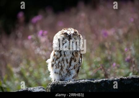 Tawny Owl (Strix aluco) sitzt auf einer Steinmauer vor einem Teppich mit wilden Sommerblumen, die unter kontrollierten Bedingungen genommen wurden Stockfoto