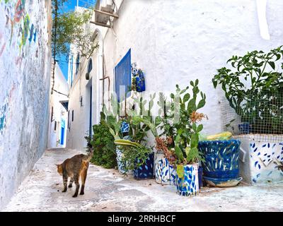 Straße in der Medina von Hammamet, Tunesien Stockfoto