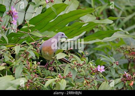 Green Pigeon mit rosa Hals in Singapur Stockfoto