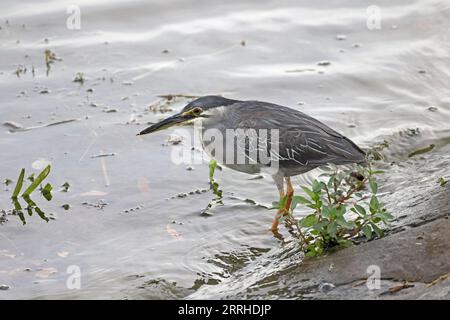 Striated Heron in Singapur Stockfoto