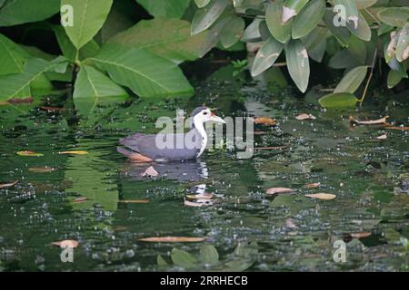 Die weiße Wasserhne in Singapur Stockfoto