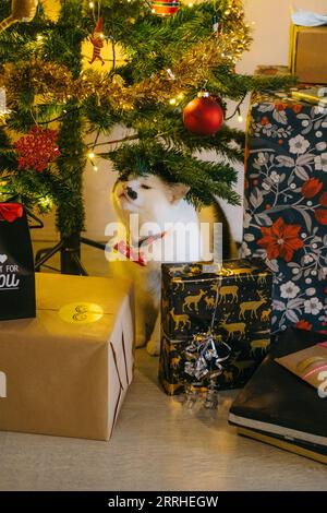 Eine festliche schwarz-weiße Katze mit einer Fliege, die in der Mitte der Umhüllung sitzt, präsentiert unleugbar den weihnachtsbaum, der den Baum reibt Stockfoto