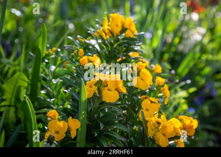 Erysimum cheiri, allgemein bekannt als Wallblume, im Frühlingssonnenschein Stockfoto