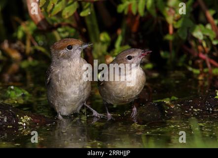 Garden Warbler (Sylvia Borin) und Blackcap (Sylvia atricapilla) baden im Teich Eccles-on-Sea, Norfolk, Vereinigtes Königreich. Oktober Stockfoto