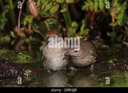 Garden Warbler (Sylvia Borin) und Blackcap (Sylvia atricapilla) baden im Teich Eccles-on-Sea, Norfolk, Vereinigtes Königreich. Oktober Stockfoto