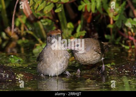 Garden Warbler (Sylvia Borin) zeigt Aggression gegen Blackcap (Sylvia atricapilla) beim Baden Eccles-on-Sea, Norfolk, UK. Oktober Stockfoto