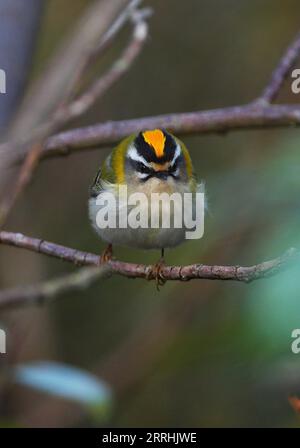 Firecrest (Regulus ignicapillus) männlich auf dem Zweig Eccles-on-Sea, Norfolk, UK. Oktober Stockfoto