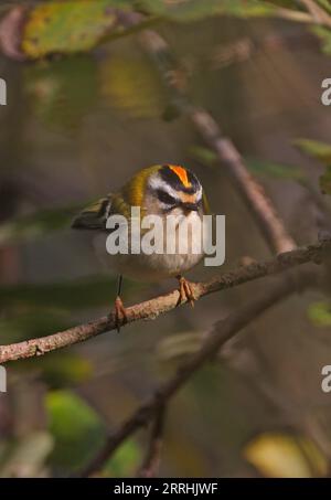 Firecrest (Regulus ignicapillus) männlich auf dem Zweig Eccles-on-Sea, Norfolk, UK. Oktober Stockfoto