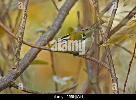 Firecrest (Regulus ignicapillus) männlich auf dem Zweig Eccles-on-Sea, Norfolk, UK. Oktober Stockfoto