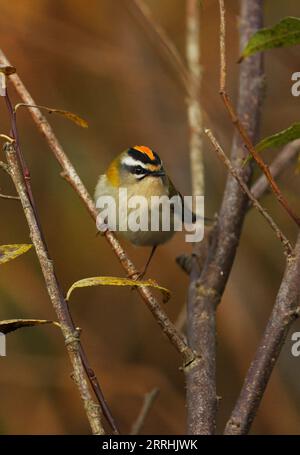 Firecrest (Regulus ignicapillus) männlich auf dem Zweig Eccles-on-Sea, Norfolk, UK. Oktober Stockfoto