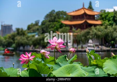 220706 -- KUNMING, 6. Juli 2022 -- Foto aufgenommen am 6. Juli 2022 zeigt Lotusblumen im Daguan Park in Kunming, südwestchinesische Provinz Yunnan. Die 36. Nationale Lotusausstellung wurde am Mittwoch im Daguan Park in Kunming eröffnet. CHINA-YUNNAN-KUNMING-LOTUS-AUSSTELLUNG CN CHENXXINBO PUBLICATIONXNOTXINXCHN Stockfoto