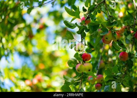 Äpfel auf einem Baum in Form eines Hintergrunds. Herbstliche rote Äpfel auf Apfelbäumen Stockfoto