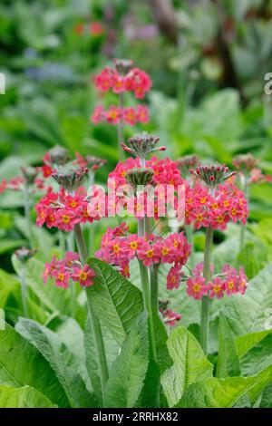 Primula Candelabra-Hybriden. Stockfoto