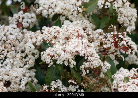 Photinia x fraseri 'Red Robin' in Blüte. Stockfoto