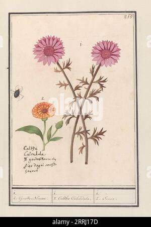 Rosa Blume (unbekannt) und Ringelblume (Calendula officinalis), 1596-1610. Auftrag von Kaiser Rudolf II. Stockfoto