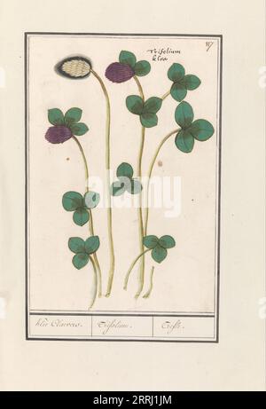 Rotklee (Trifolium pratense), 1596-1610. Auftrag von Kaiser Rudolf II. Stockfoto