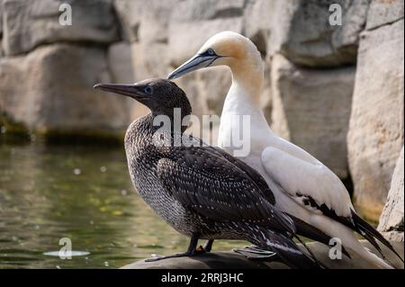 Zwei Nordpaneele stehen am Ufer Stockfoto