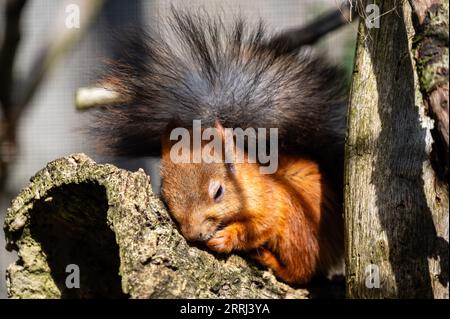 Ein sibirisches Eichhörnchen sitzt in einem Baum und isst Stockfoto